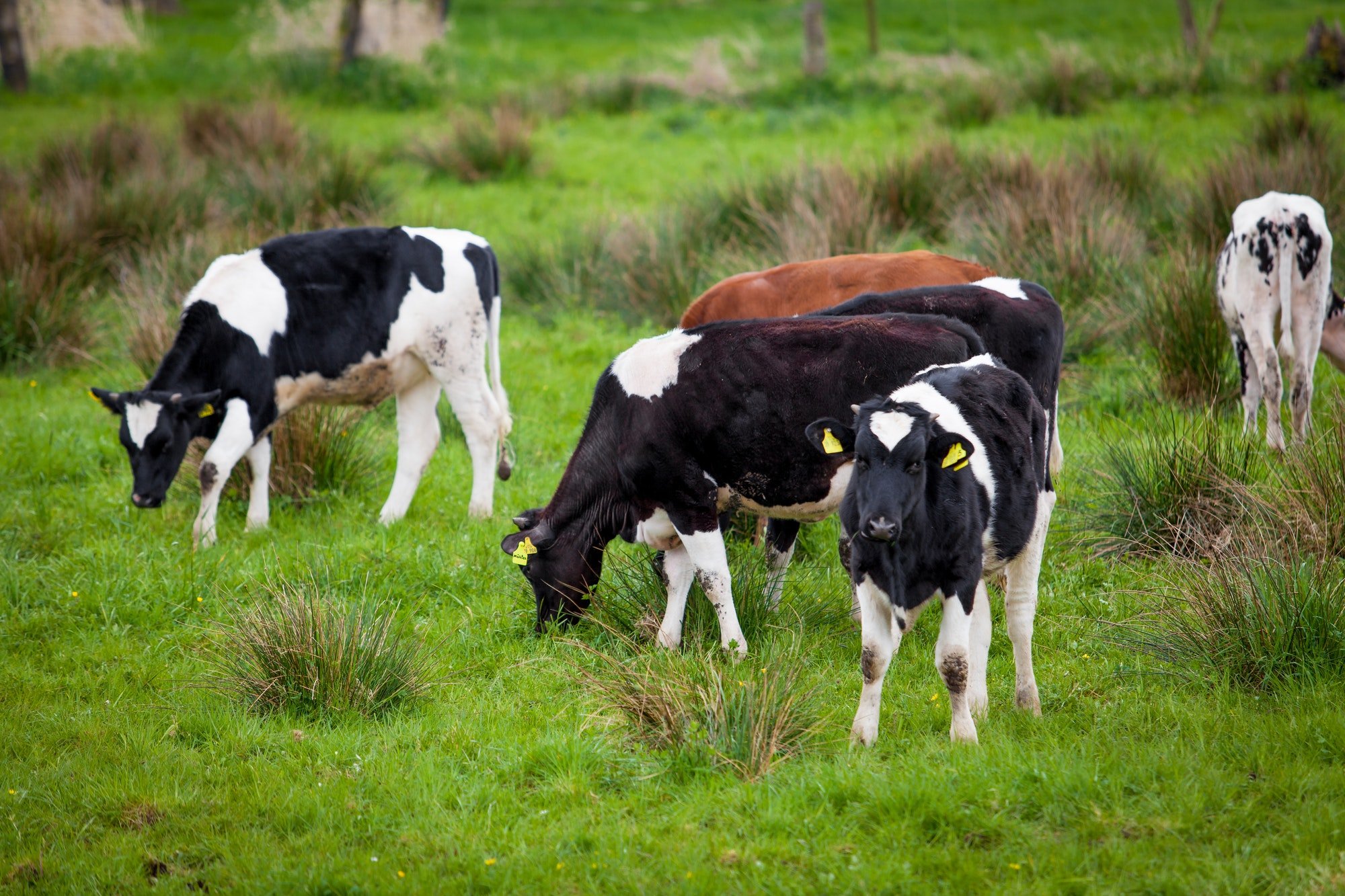 Herd of cows. Cows on a green field. Cows on the field